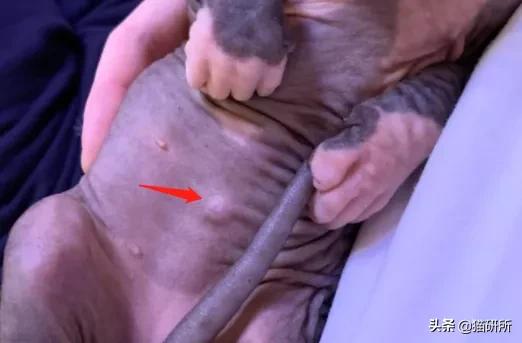 你见过猫咪吞口水吗,猫咪有肚脐眼吗