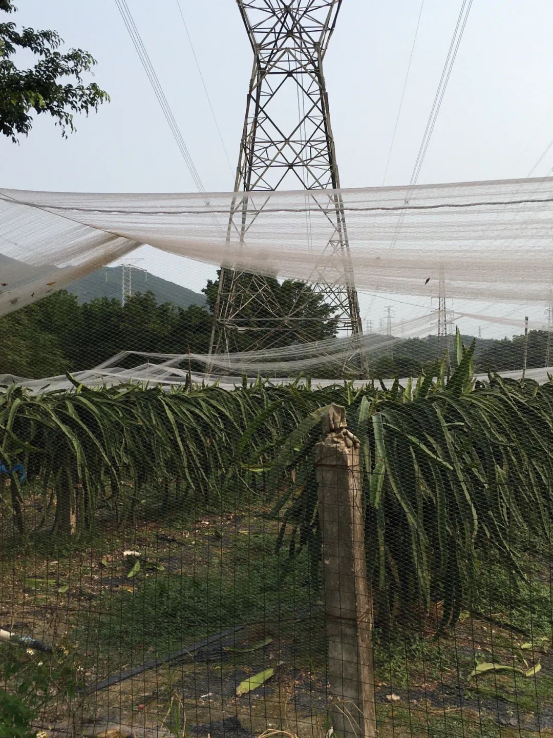 旭光车行雅迪电动车,旭光单车