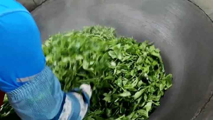 纯手工制茶的方法,手工制茶的过程