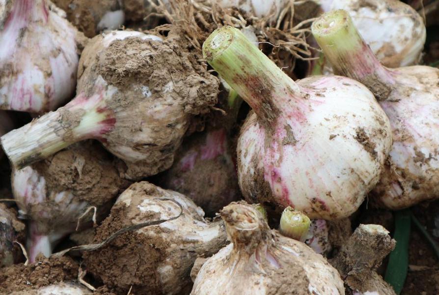 种10000亩大蒜收益,种大蒜亏了几十万