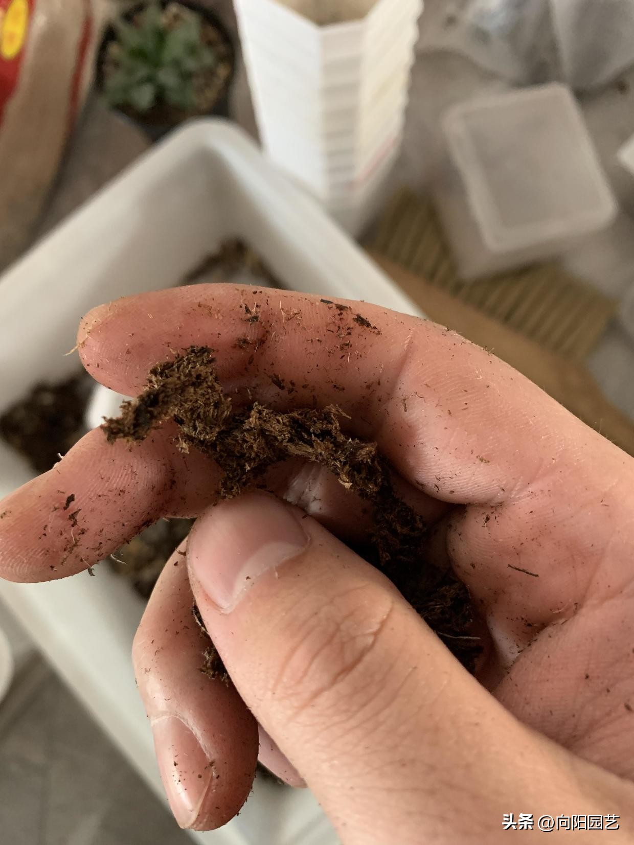 正品泥炭土是真的吗,网上买的土5斤有多少