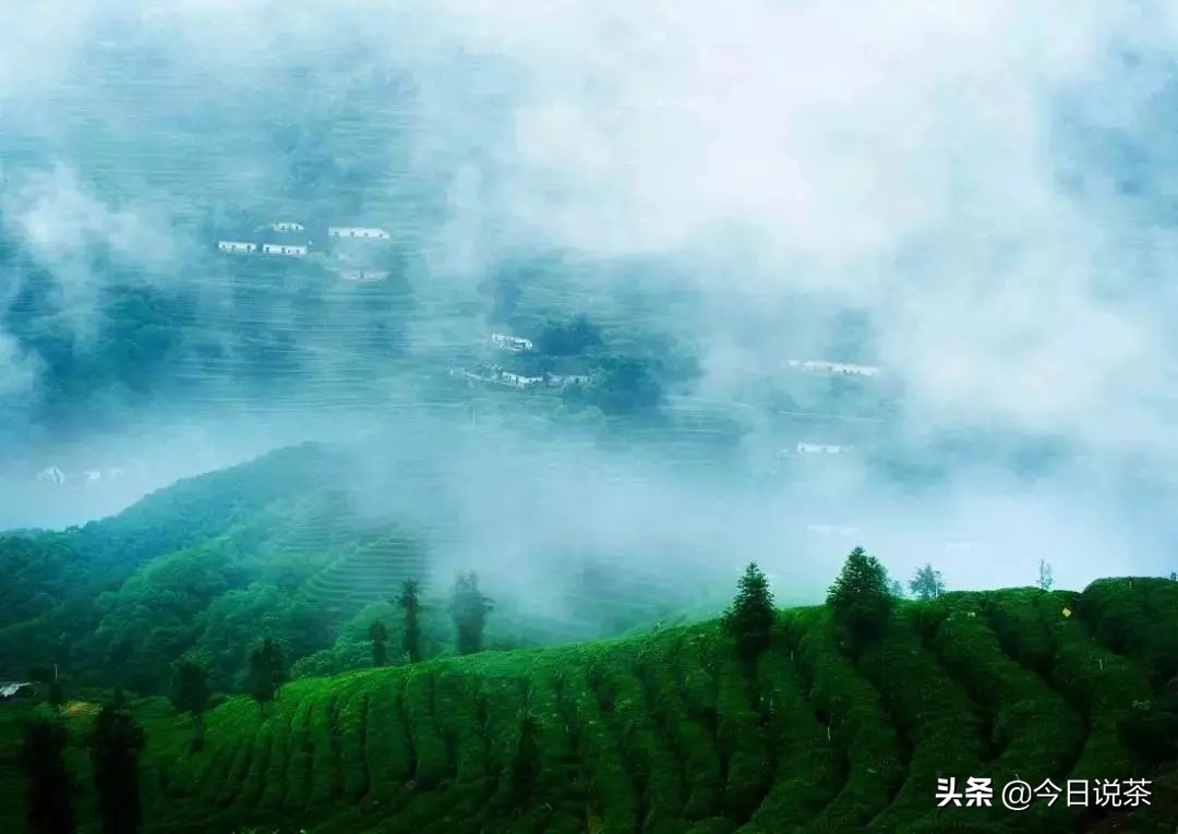 湖北毛峰茶排名,湖北品质好的毛峰茶有哪些