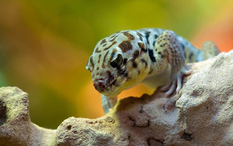 农村家里经常出现蝎子蜈蚣好不好,农村院子里的蝎子的克星