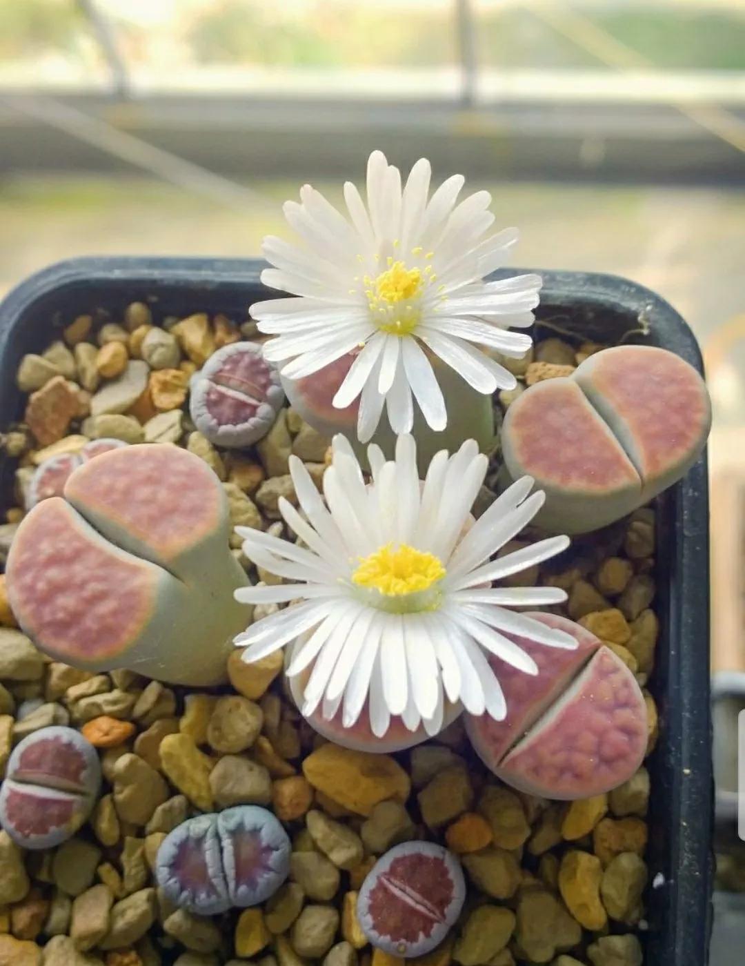 多肉植物石头开花,多肉石头花秋季