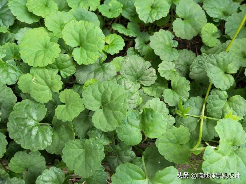 山东地区适合种植什么草皮,山东地区草坪