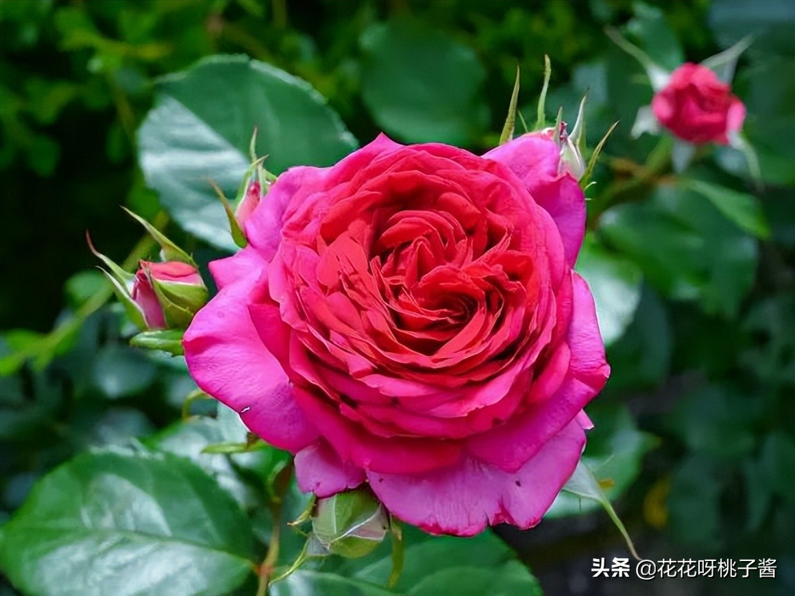 黄色月季哪个品种耐热耐晒抗病强,最耐热耐晒的切花藤本月季品种