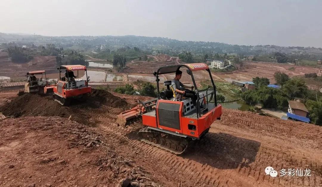永川仙龙油菜花基地,仙龙油菜花节