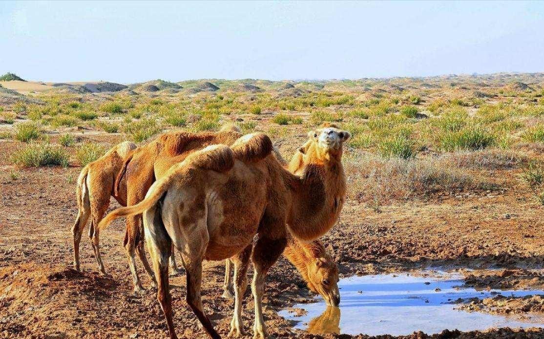 生存战争骆驼和驴,生存竞争