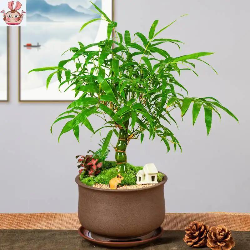 五种耐旱的花卉,5种花浇不死浇水越多长得越旺