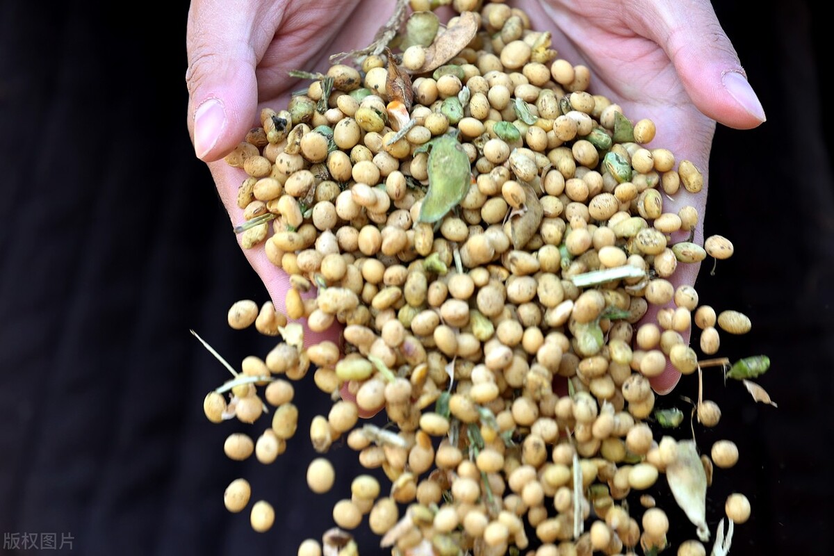 大豆价格最新行情消息,大豆最新消息大豆价格预测