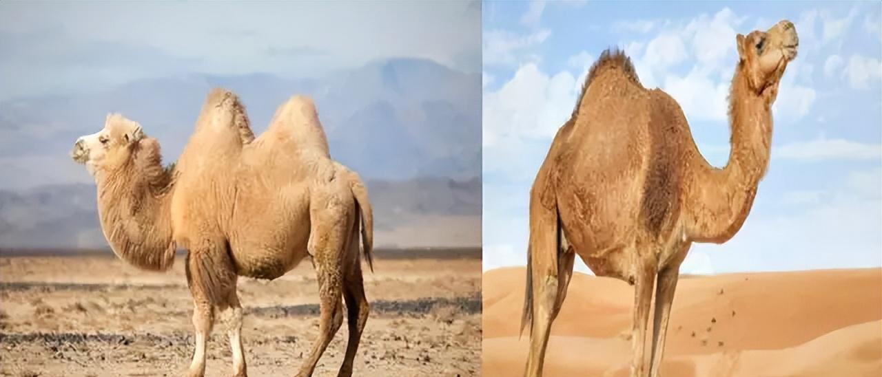 骆驼免疫球蛋白,骆驼的免疫方法