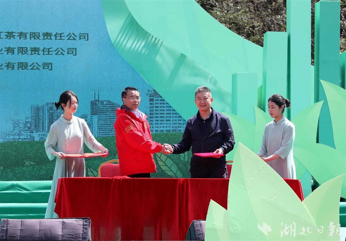 湖北利川寻亲节目,茶乡寻亲会利川