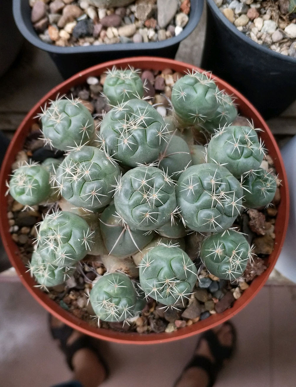 美丽/奇异花草欣赏系列——各种仙人球之象牙丸