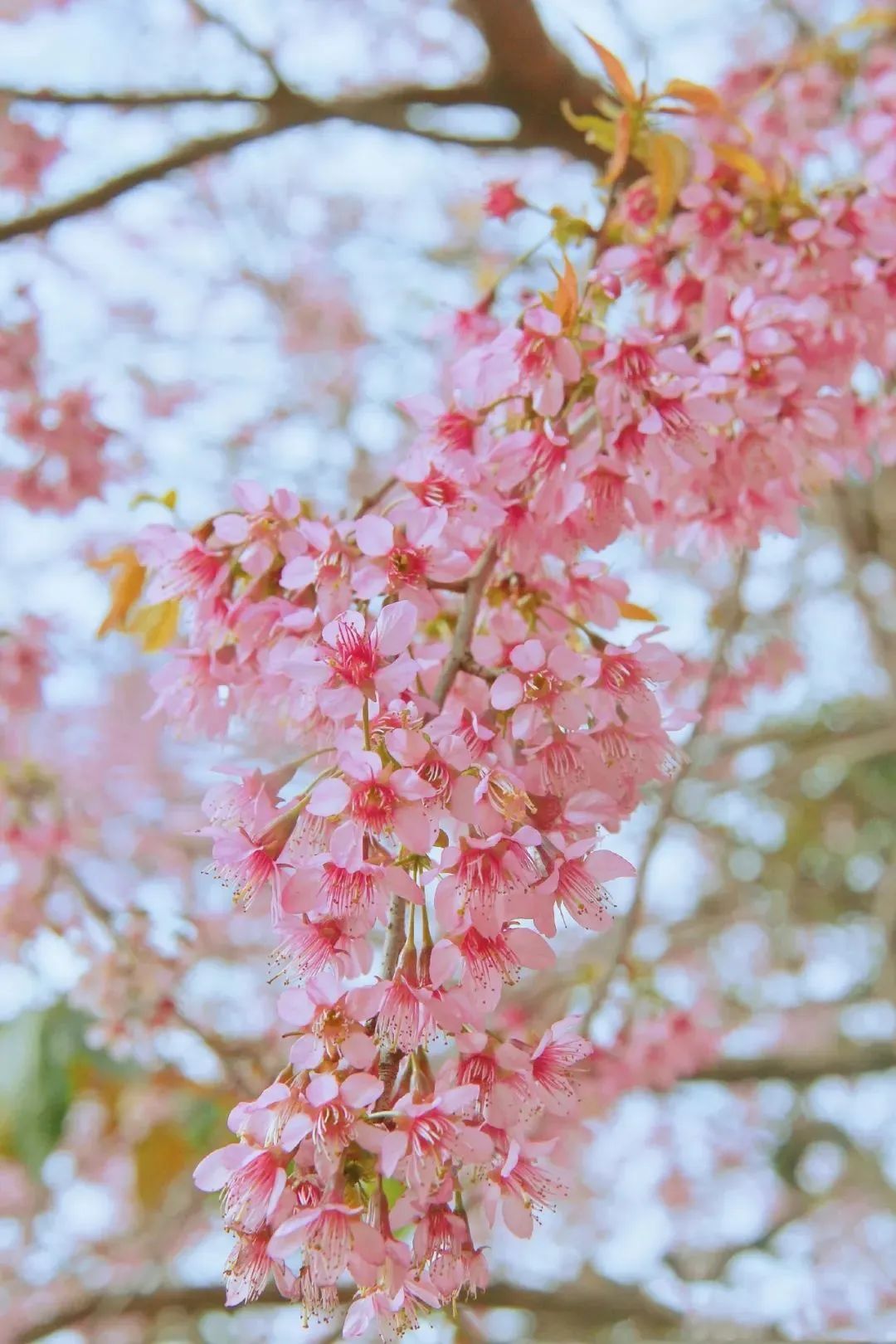 日本100个最佳樱花景点,日本十大樱花景点
