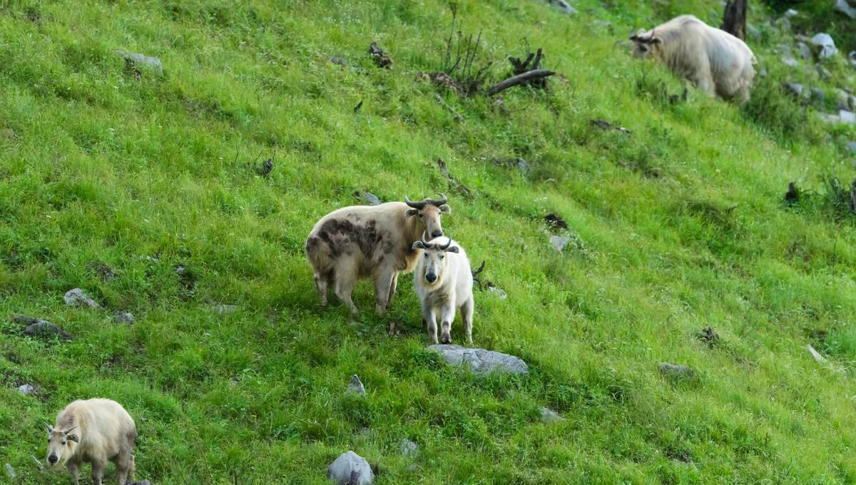 秦岭为什么被称为中华脊梁,秦岭鳌太线为何那么多石头
