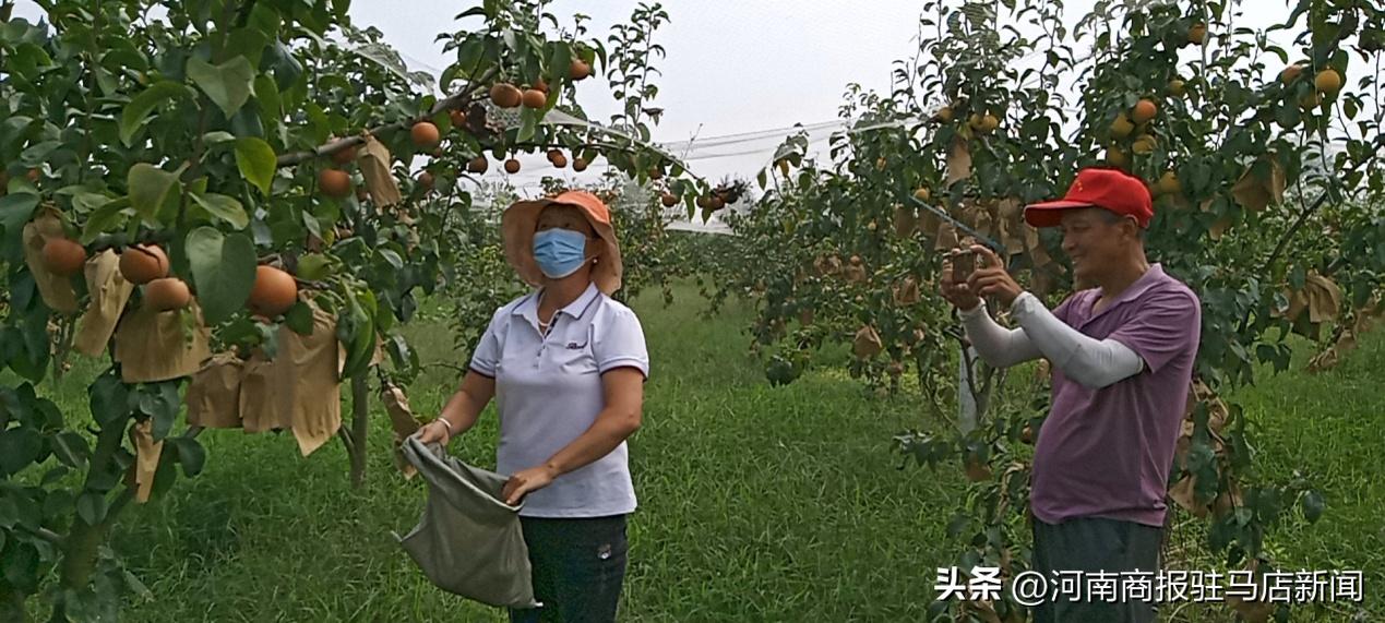 正阳助力乡村发展,正阳县致富