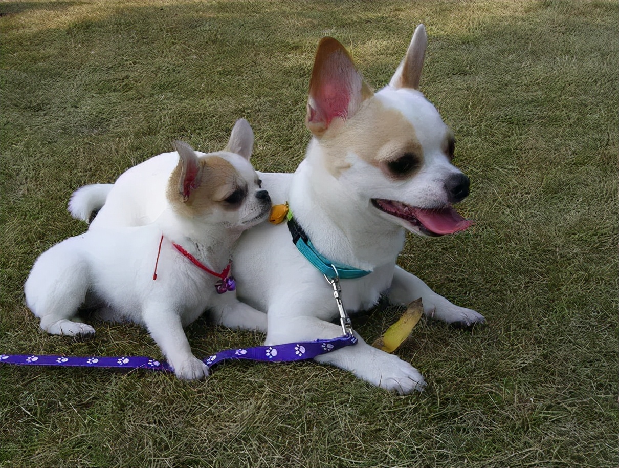 体型最小的吉娃娃狗,吉娃娃是世界上最小的狗吗