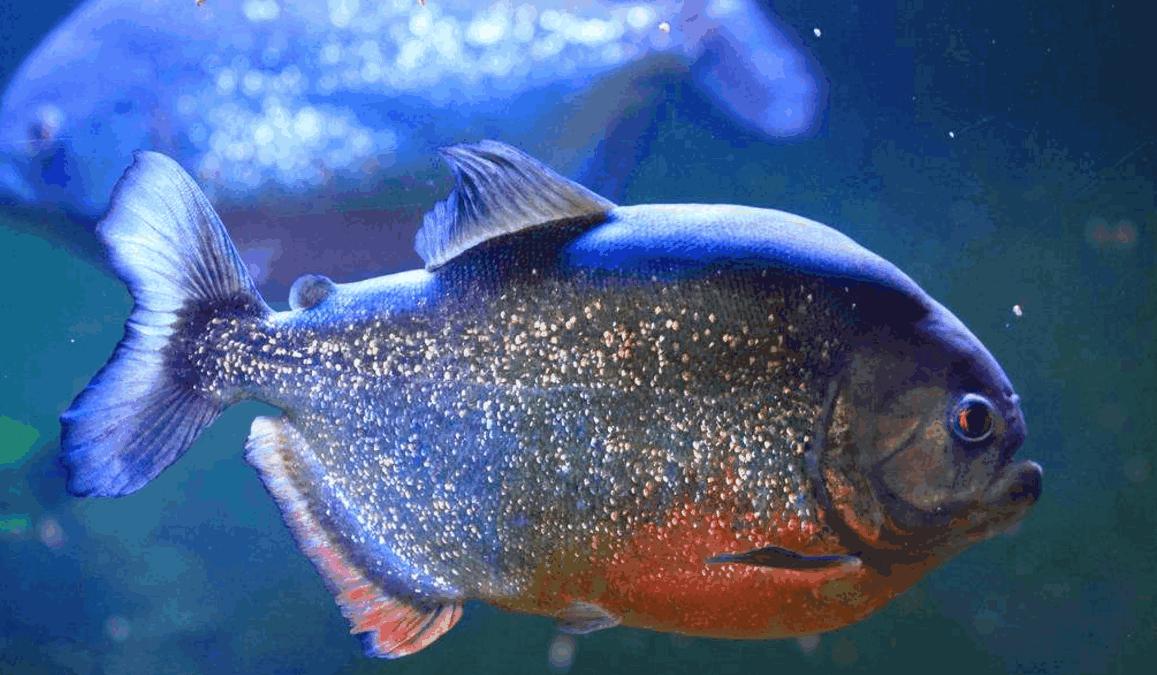 淡水白鲳鱼价格多少钱一斤,淡水白鲳鱼的价格是多少钱一斤