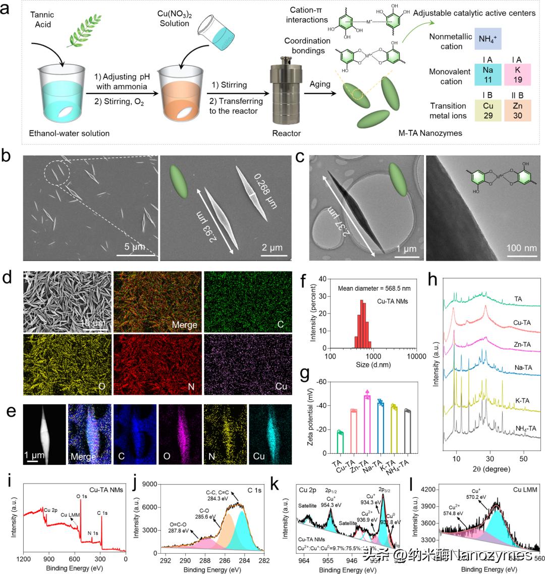 工程抗氧化级联金属酚醛纳米酶缓解体外血液净化过程中的氧化应激
