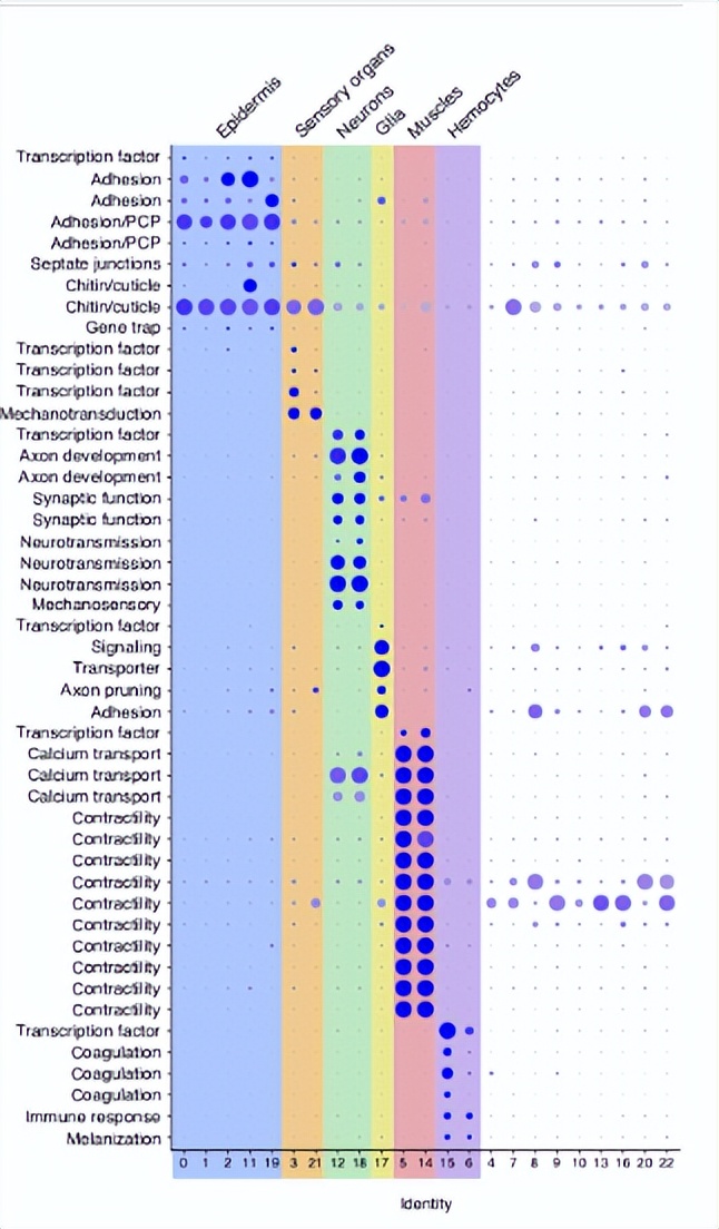 甲壳类动物断肢能再生吗,甲壳类动物肢体再生