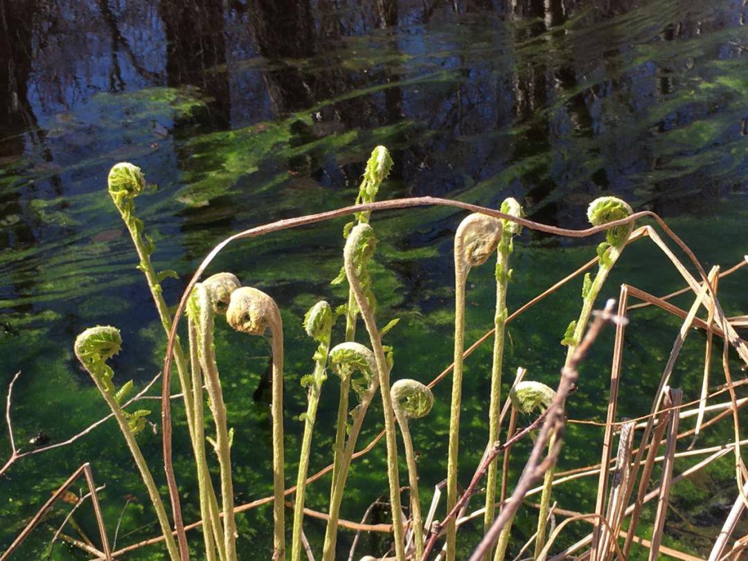 张唐景观手绘,张唐景观作品