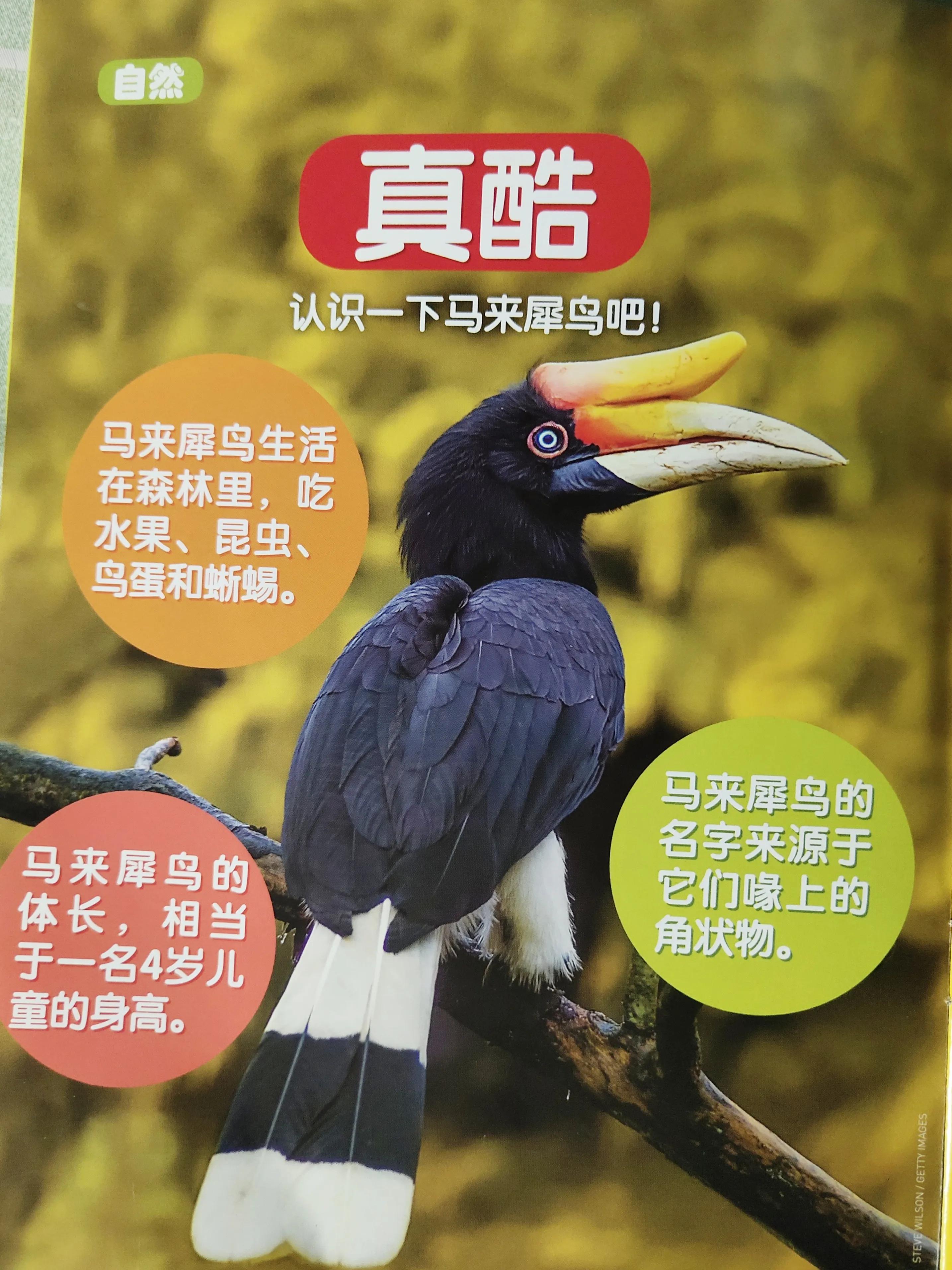 环球少年地理少年版适合多大孩子,环球少年地理阅读收获