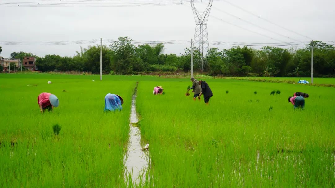 【乡村振兴】怀集丝苗米产业园：积极探索农业发展新模式推动怀集丝苗米高质量发展