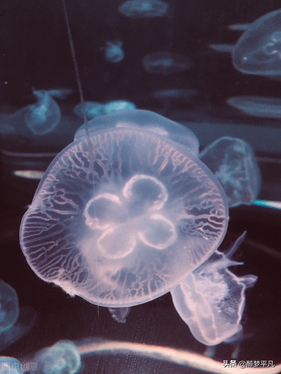 大连老虎滩海洋公园极地馆视频,大连老虎滩海洋公园和发现王国