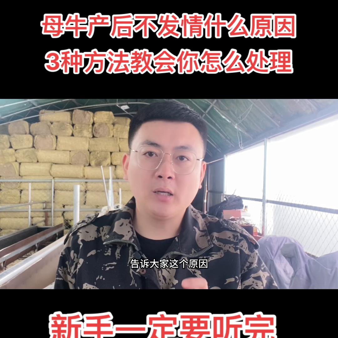母牛产后不发情，几乎所有养牛人都遇到过，听完我的方法，...