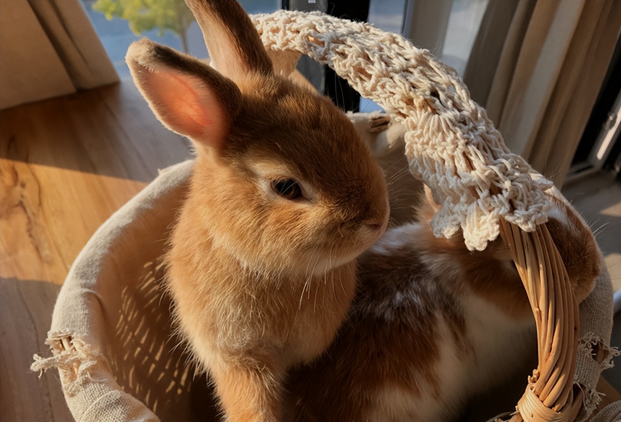 兔子耳朵会不会被拎断,兔子耳朵被抓会导致什么