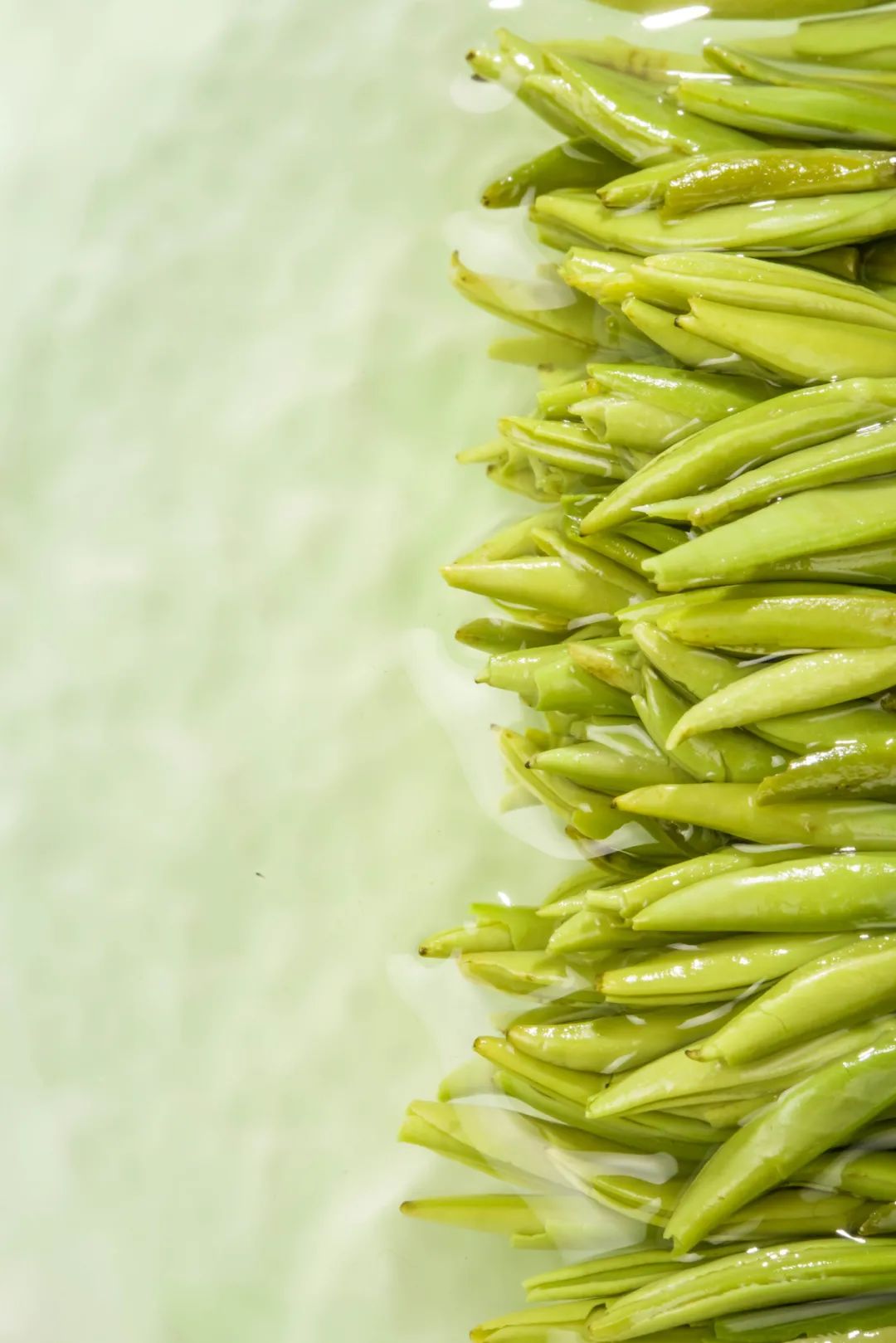 茶叶初学者的基本知识,茶叶入门基础知识讲解