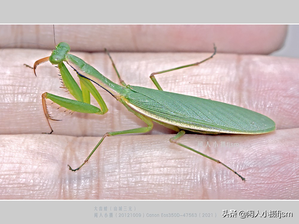 近距离拍摄昆虫小动物,常见昆虫微距摄影活动