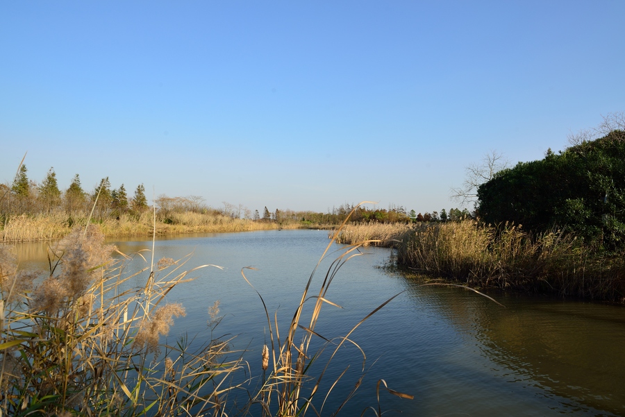 上海崇明生活是一种什么体验,崇明岛居住体验