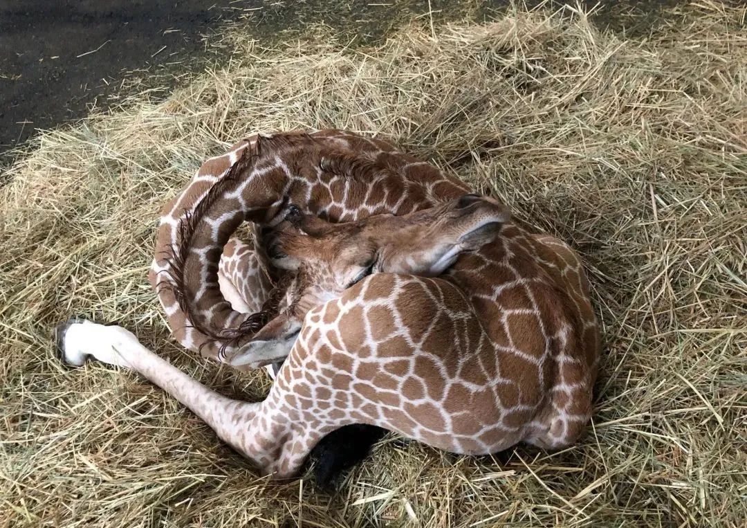 长颈鹿为什么站着睡着,长颈鹿睡着的样子