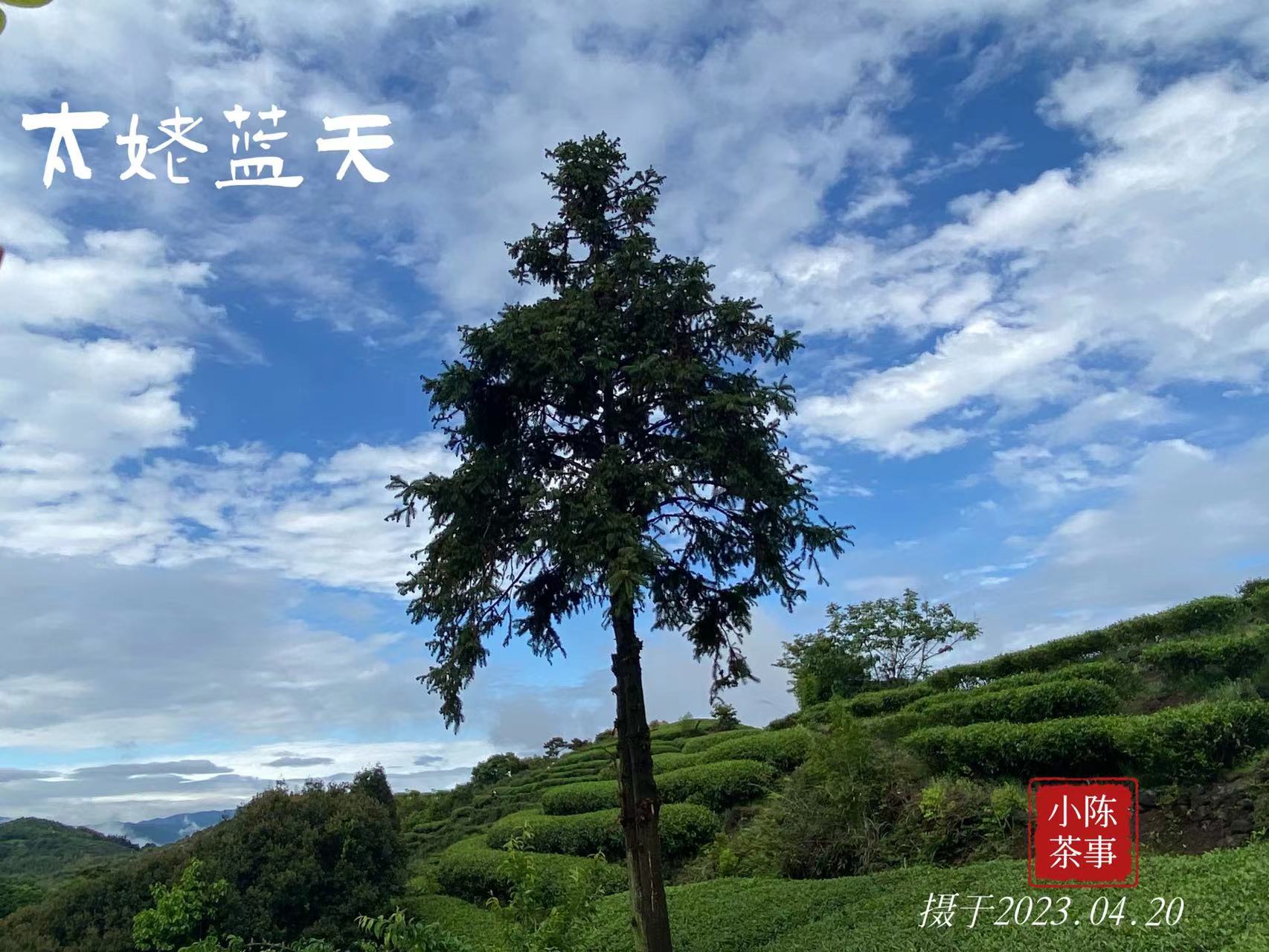 白毫银针口感怎么样,白茶知识白毫银针