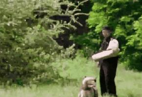 警犬巴顿有多凶猛,帅网红警犬巴顿训练视频