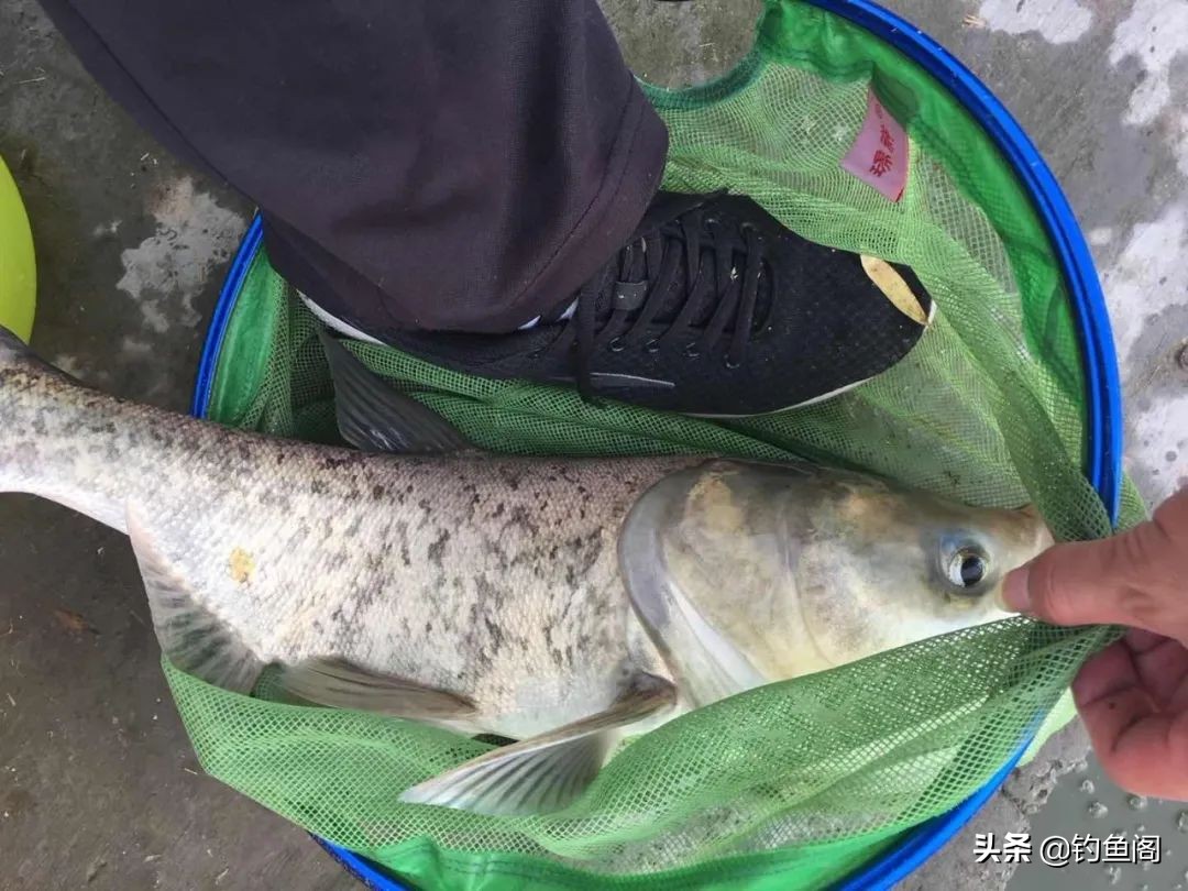 野钓用长子线好还是短子线好,野钓0.6子线和0.8子线哪个实用