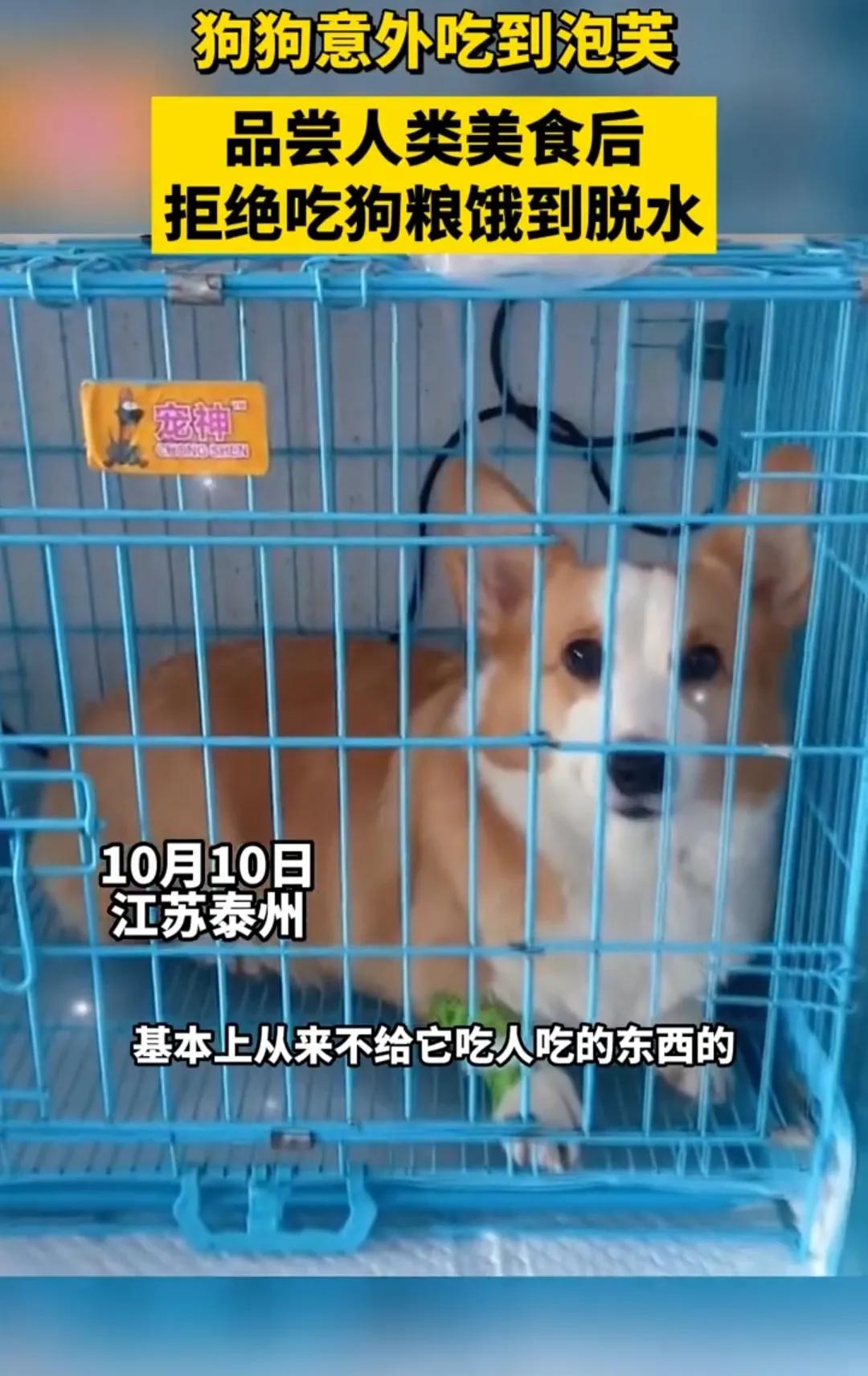 狗吃了泡芙不吃狗粮了怎么回事,狗吃泡芙后不吃狗粮