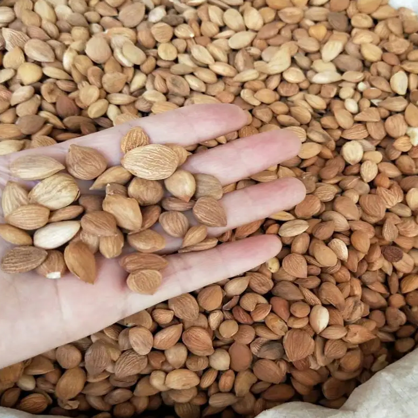 经方治疗慢阻肺呼吸困难黄痰,偶尔咳嗽咳痰呼吸不畅是慢阻肺