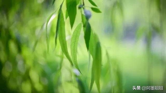 咏柳贺知章翻译及赏析视频,咏柳唐贺知章古诗意思全解