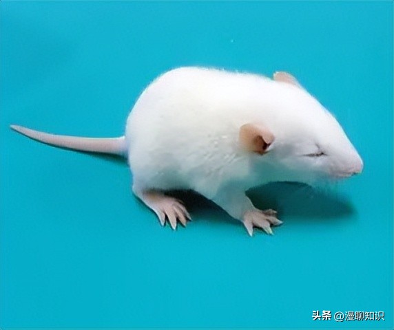 Sprague-Dawley大鼠是什么？关于它胃肠道微生物区系的研究