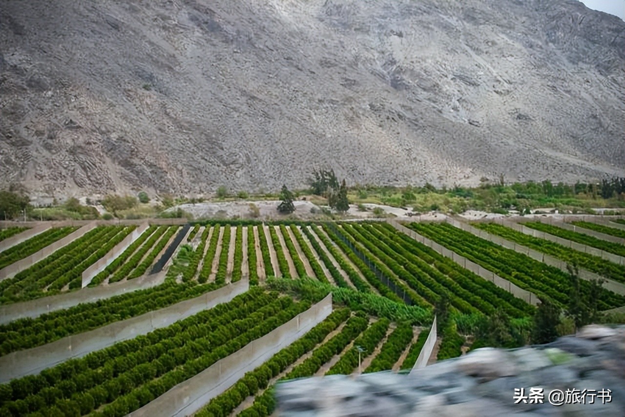 智利在中国的红酒,中国智利建交50周年葡萄酒