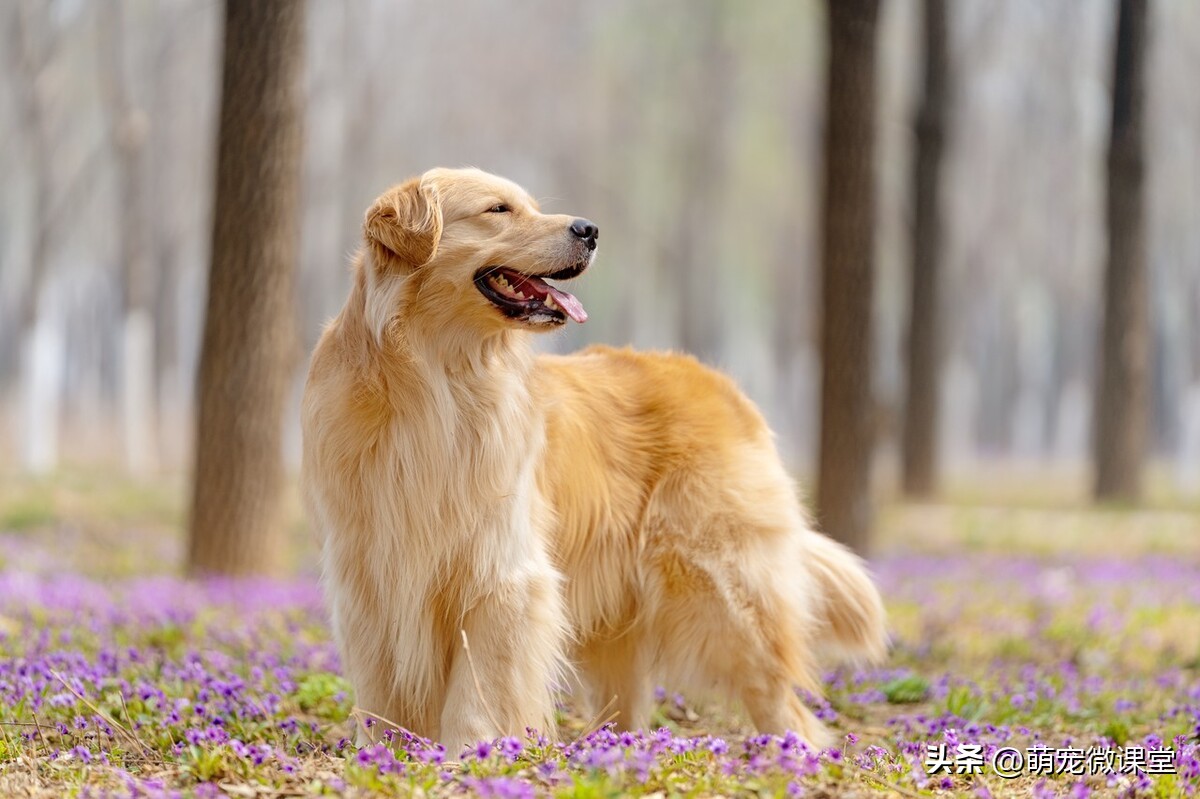 你知道我们生活中最热门、最主流的宠物品种是什么吗？