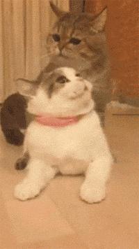 “猫咪发情，可以用棉签帮它爽爽吗？”