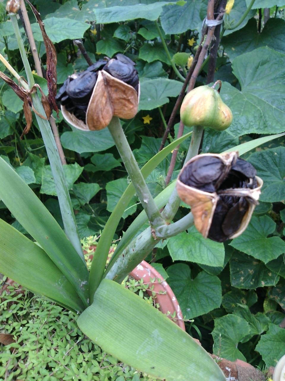 朱顶红怎样养才能开花,朱顶红怎么养才能开花结果