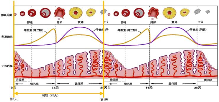 怕ta不来，又怕ta乱来！女生关于月经那点事儿