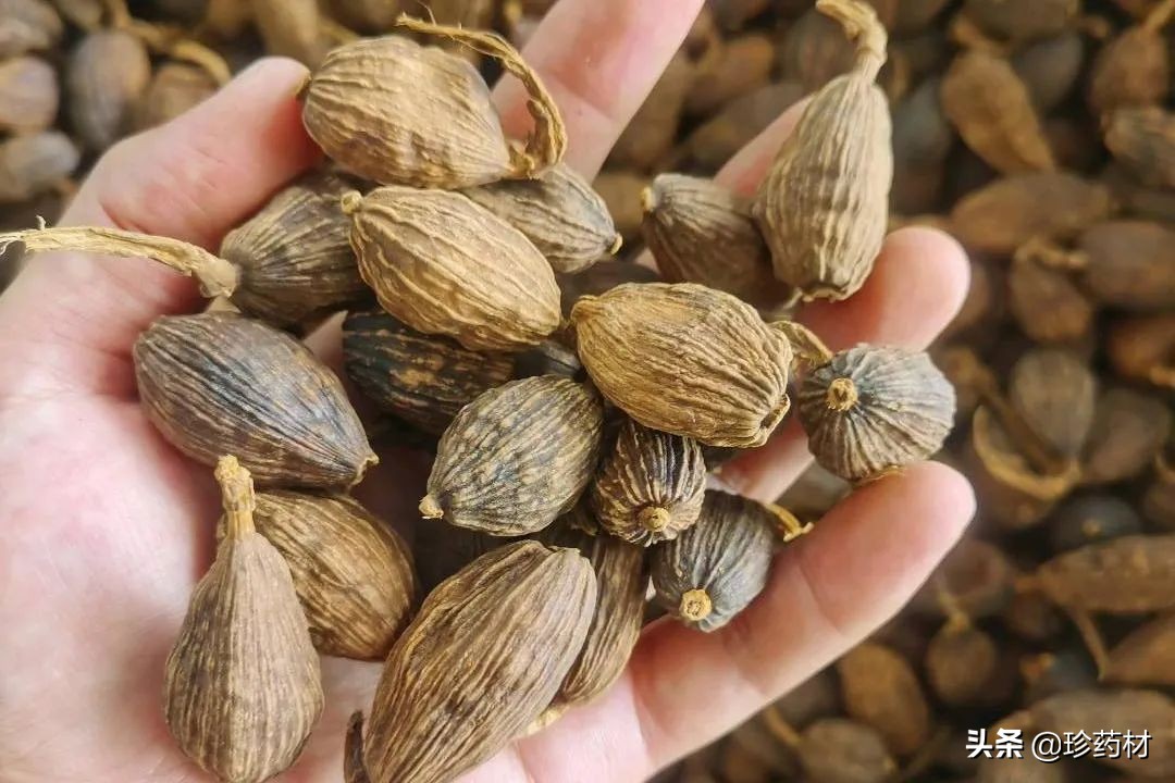 中药材市场快讯,黄连市场快讯