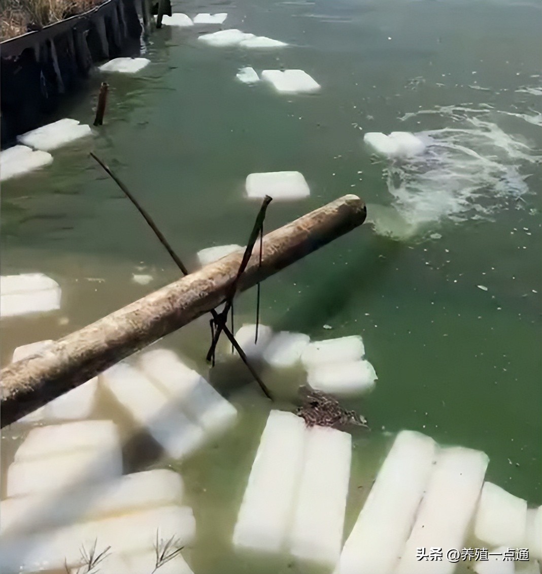 气温下降鱼塘怎么增氧,鱼塘夏季高温怎样调水