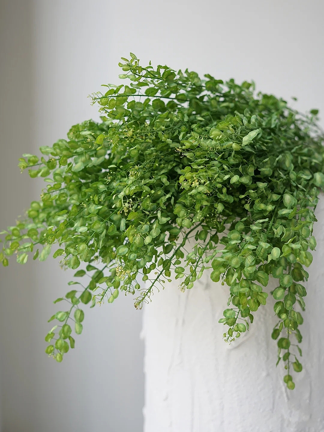 花艺教程花材打理知识,花艺教程常用花材及叶材有哪些