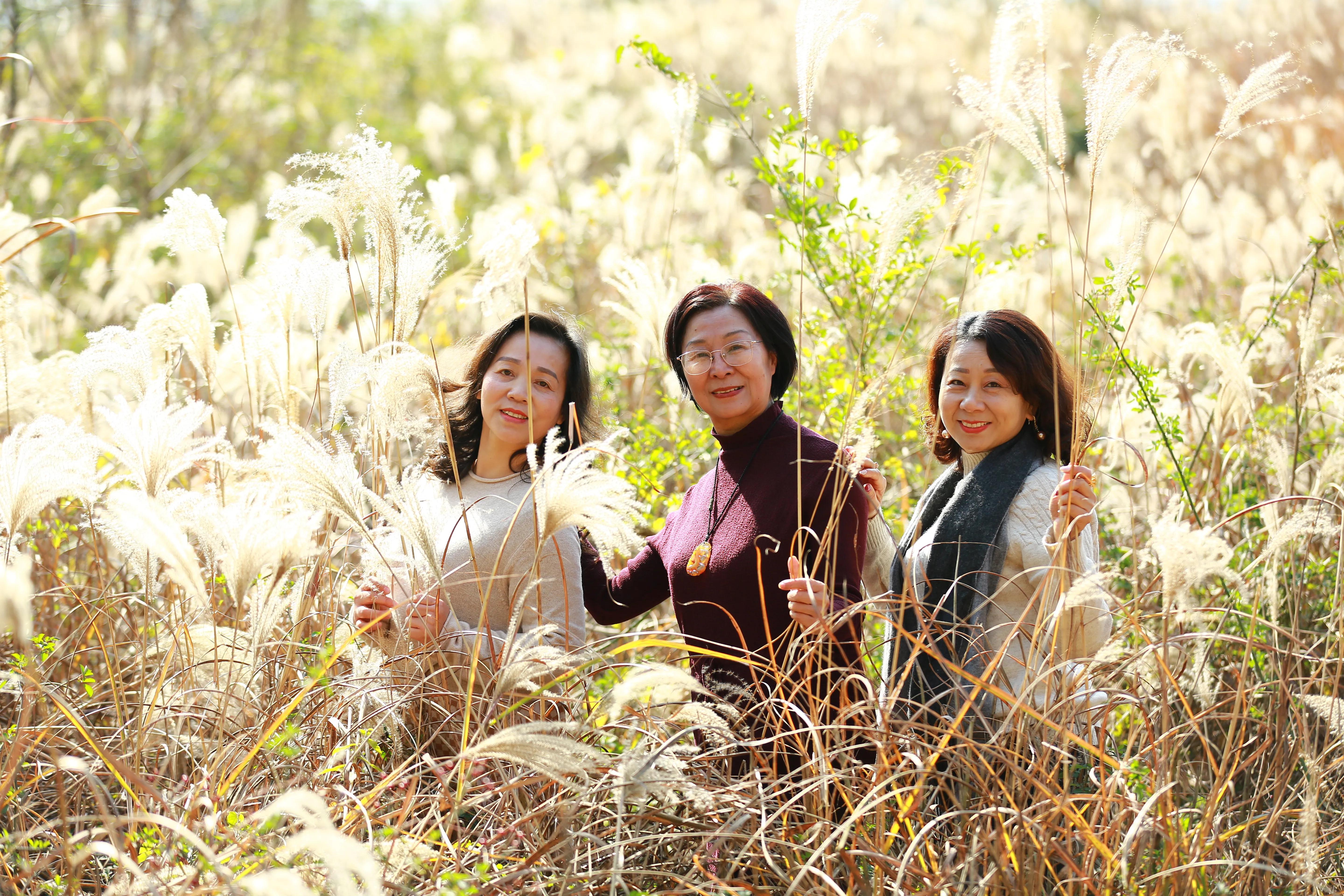 红杉林之恋,红杉林之恋完整版